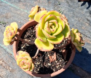 Aeonium Lilypad