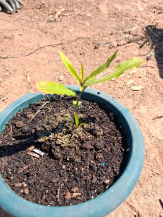 Planta de Arbol Nuez de Macadamia.