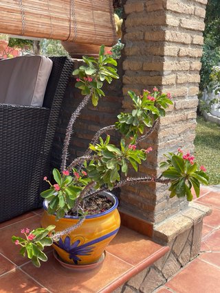 Planta con maceta decorada