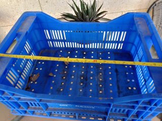 Cajas de fruta