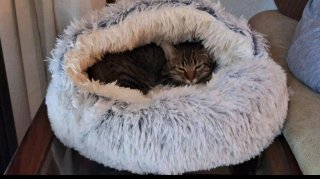 Cama Mascota Redonda Shein