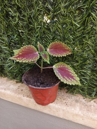 Planta Coleus en maceta