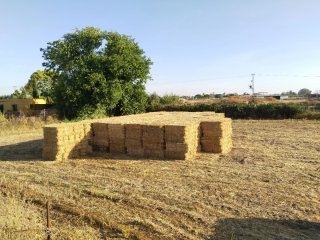 Alpacas de paja de trigo
