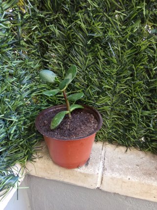 Planta de Jade (Crassula ovata)