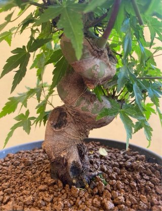 Bonsái Arce Palmatum