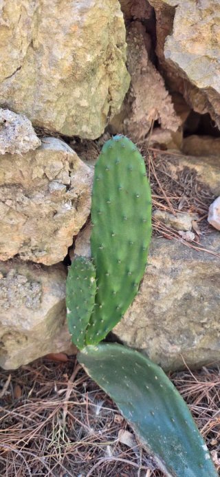 Cactus Chumbera 6€x4