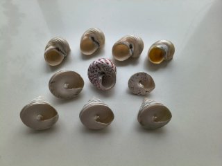 Conchiglie marine madreperla