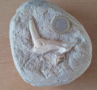 Fósil Enchodus lybicus