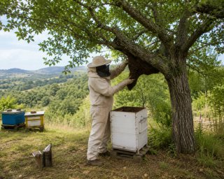 Retirada de enjambres de abejas