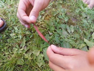 Pepe la hoja roja