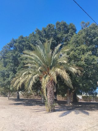 Palmera de jardín