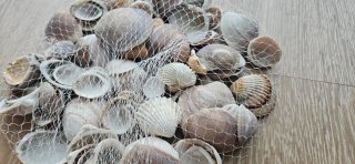 Confezione di conchiglie marine