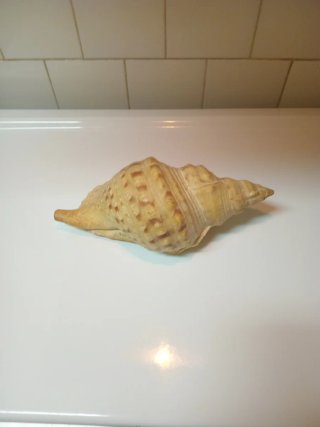 Caracola de Mar Decorativa
