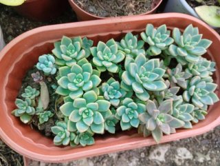 Lote 5 Plantas Suculentas