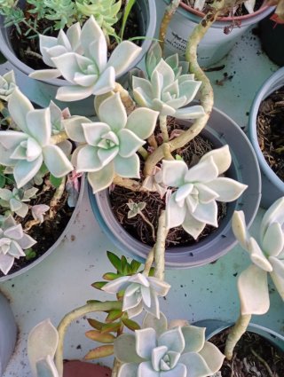 Lote 5 Plantas Suculentas