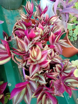 Lote 5 Plantitas