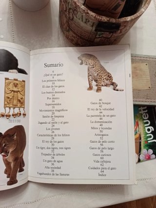Gatos