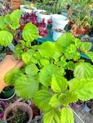 Lote 4 Plantas medianas
