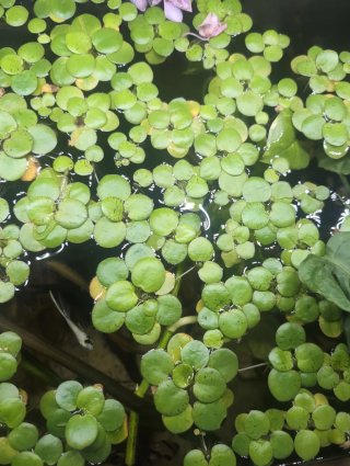 Limnobium laevigatum - Planta flotante