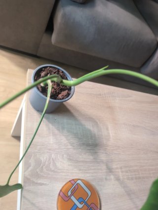 Monstera Deliciosa Joven Planta