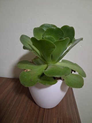 Aeonium Canariense aterciopelado