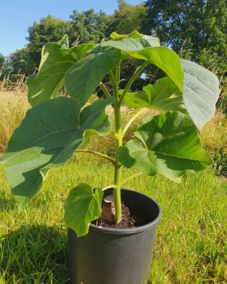 •Plantones y Raíces de Paulownia maderable•