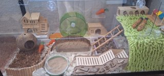 Terrario Grande Hamster/Roedores/Reptiles/cobaya