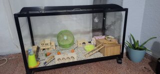 Terrario Grande Hamster/Roedores/Reptiles/cobaya