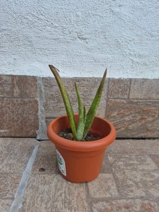 Planta Aloe Vera con Maceta