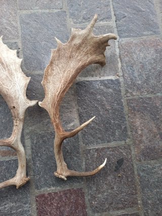 Coppia corna decorative da esposizione
