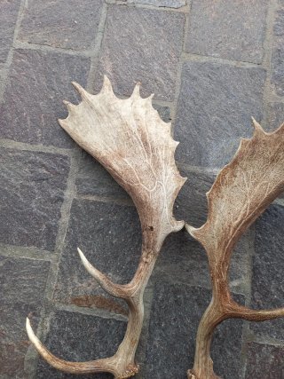 Coppia corna decorative da esposizione