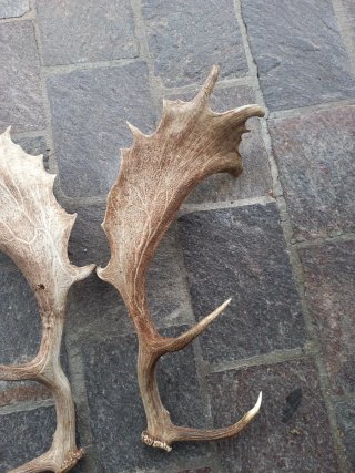 Coppia corna decorative da esposizione