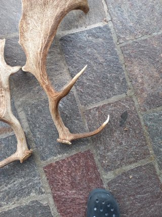 Coppia corna decorative da esposizione