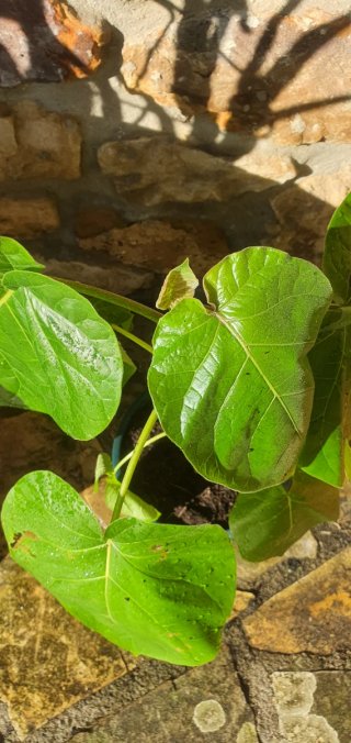 Planta Tomate de Árbol