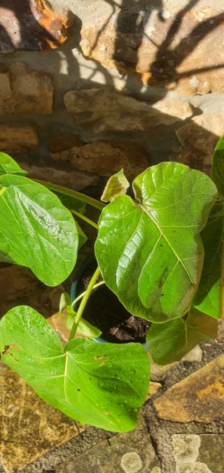 Planta Tomate de Árbol