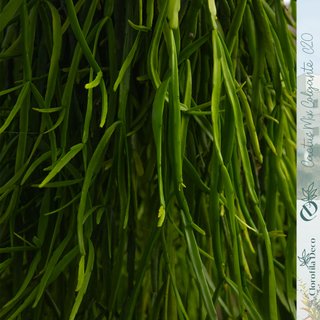 Rhipsalis roseana Ø 20 cm