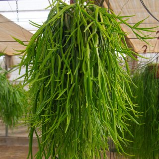 Rhipsalis roseana Ø 20 cm