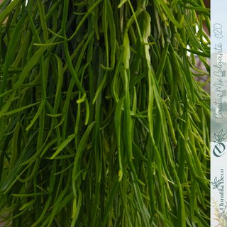 Rhipsalis roseana Ø 20 cm