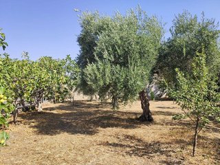 Terreno en venta en Arenas de San Pedro