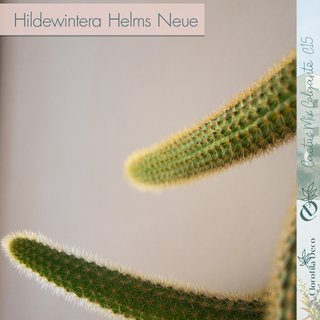 Hildewintera Helms Neue Ø 15 cm