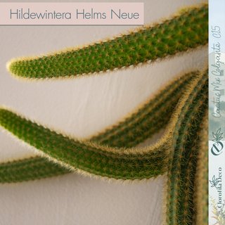 Hildewintera Helms Neue Ø 15 cm