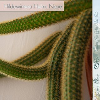 Hildewintera Helms Neue Ø 15 cm