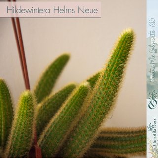 Hildewintera Helms Neue Ø 15 cm