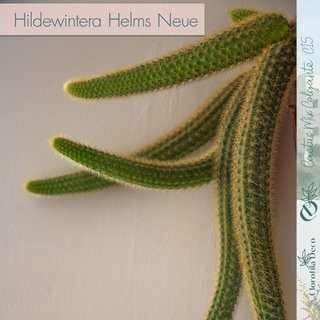 Hildewintera Helms Neue Ø 15 cm