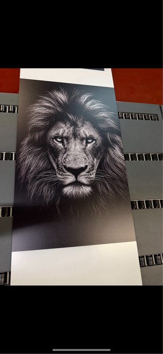 Cuadro León Blanco y Negro hecho con dibond