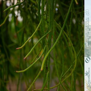 Weberocereus tunilla Ø 20 cm