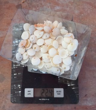 Conchiglie miste- lotto