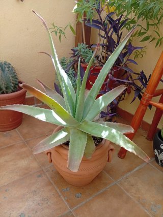 Planta Aloe Verá.