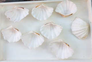 8 Conchiglie da bagno
