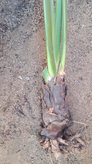 Planta Ave del Paraíso. Strelitzia Reginae.